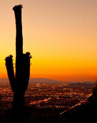 A cactus is silhouetted against the sunset.